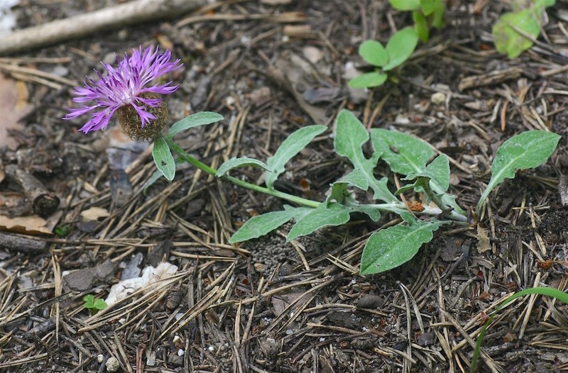 Centaurea jordaniana photo 3