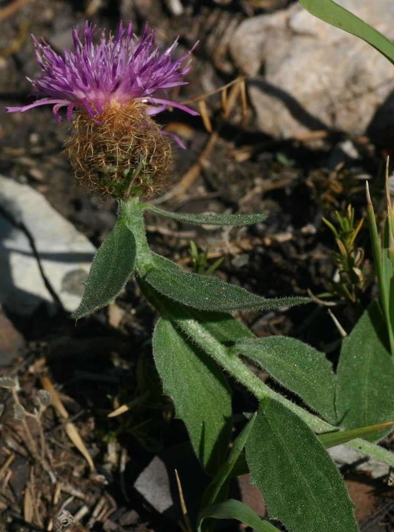 Centaurea jordaniana photo 4