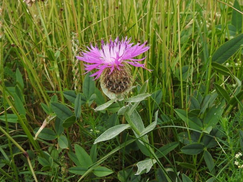 Centaurea jordaniana photo 6