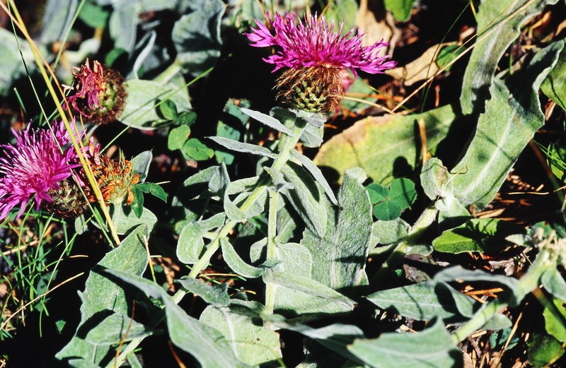 Centaurea jordaniana photo 7