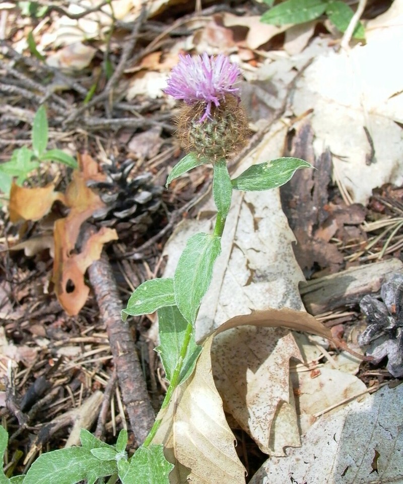 Centaurea jordaniana photo 8