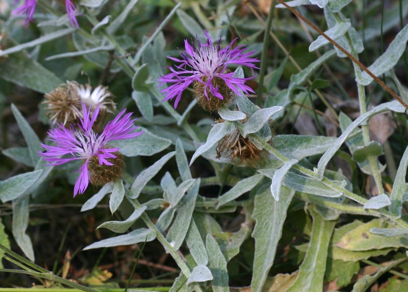Centaurea jordaniana subsp. aemilii photo 2
