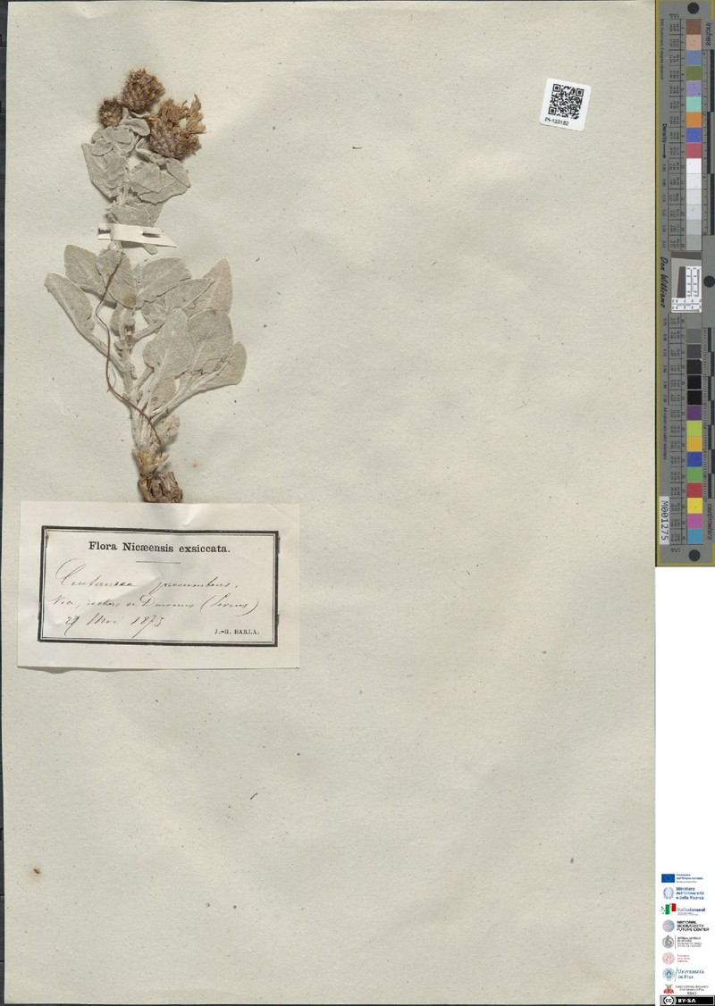 Centaurea jordaniana subsp. balbisiana