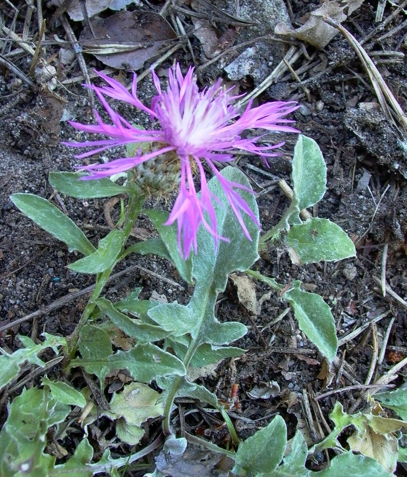 Centaurea jordaniana subsp. jordaniana photo 3