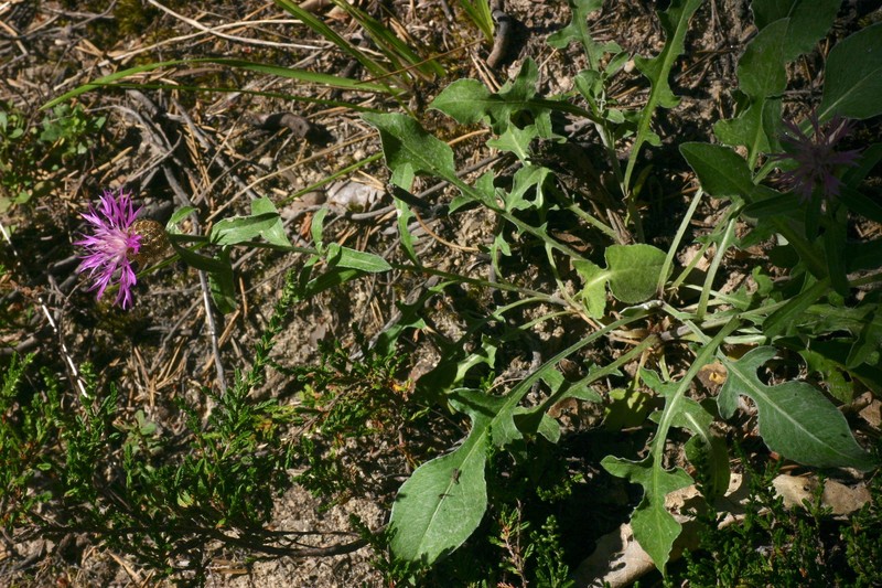 Centaurea jordaniana subsp. verguinii
