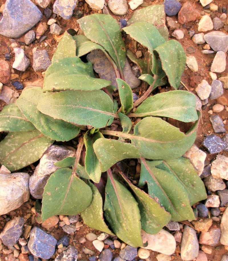 Centaurea josiae