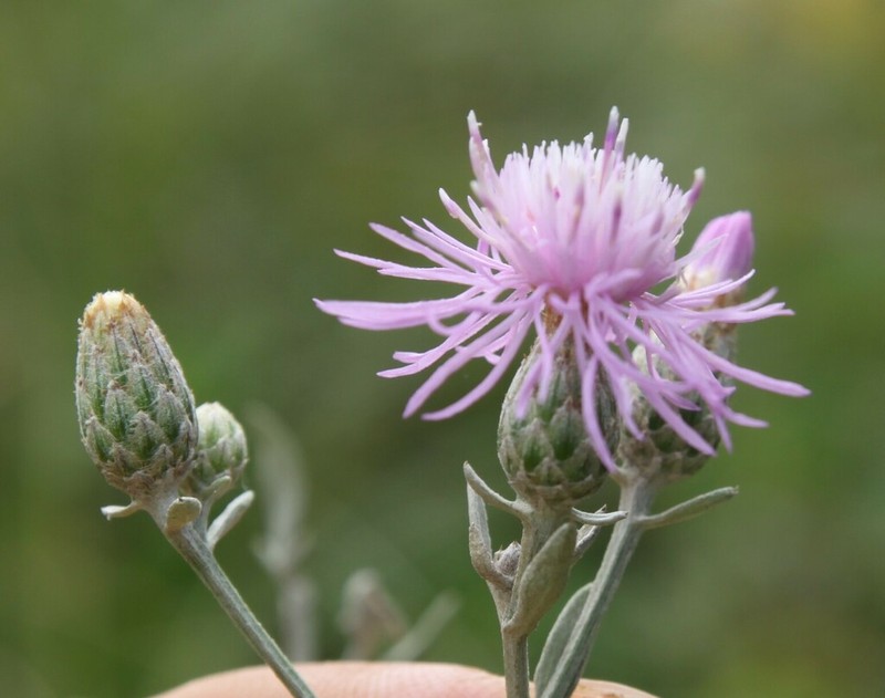 Centaurea jurineifolia