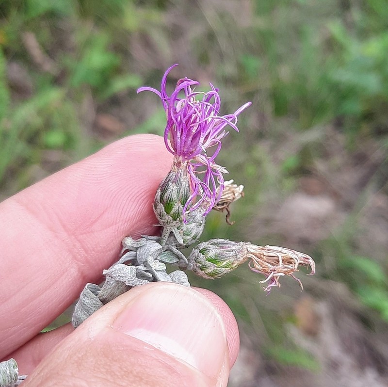 Centaurea jurineifolia photo 2