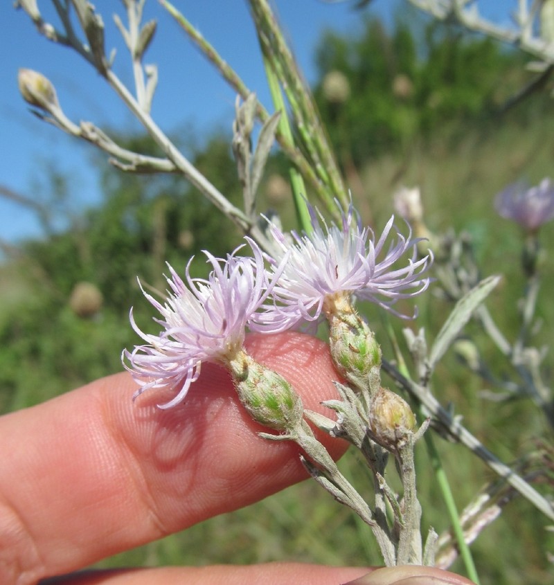 Centaurea jurineifolia photo 3