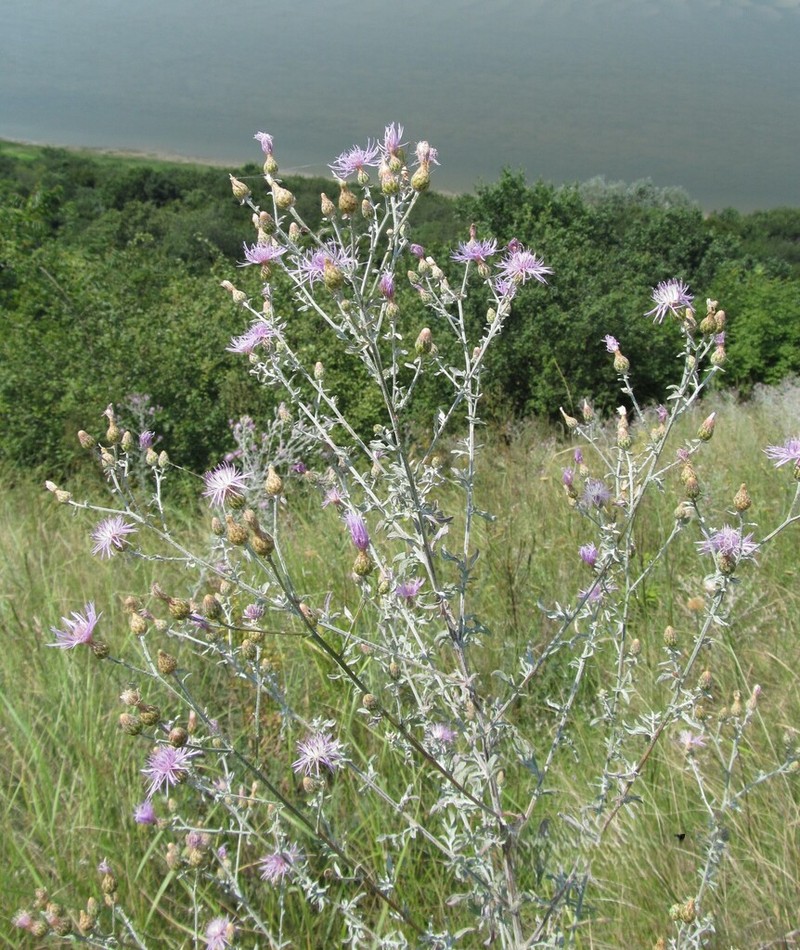 Centaurea jurineifolia photo 4