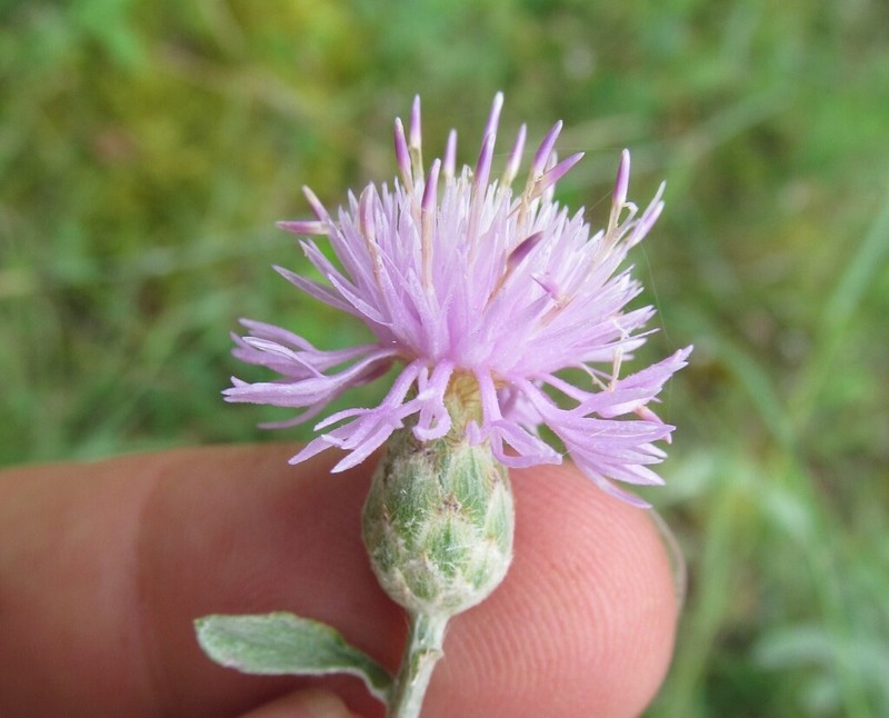 Centaurea jurineifolia photo 5
