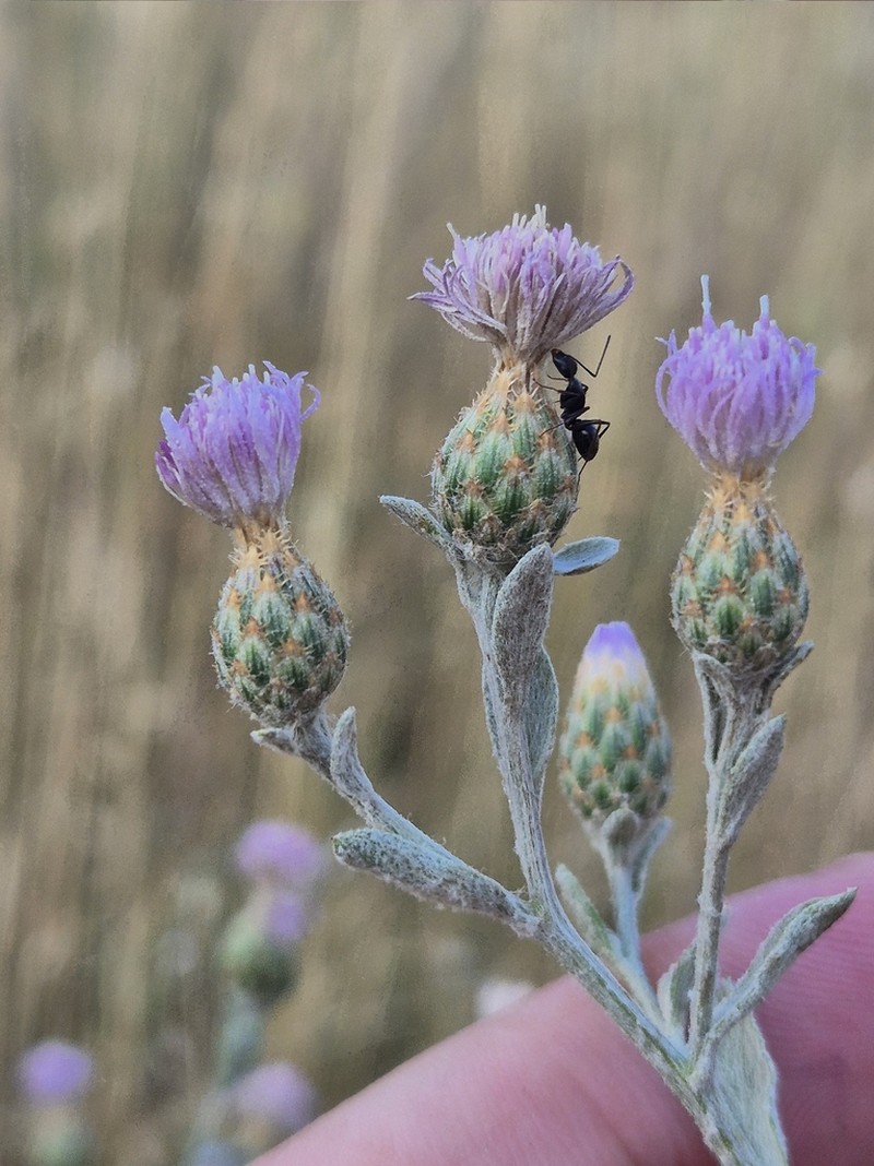 Centaurea jurineifolia photo 6