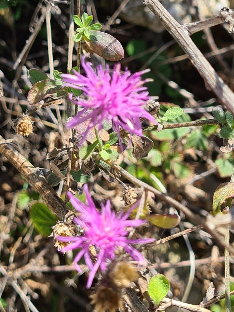 Centaurea kalambakensis