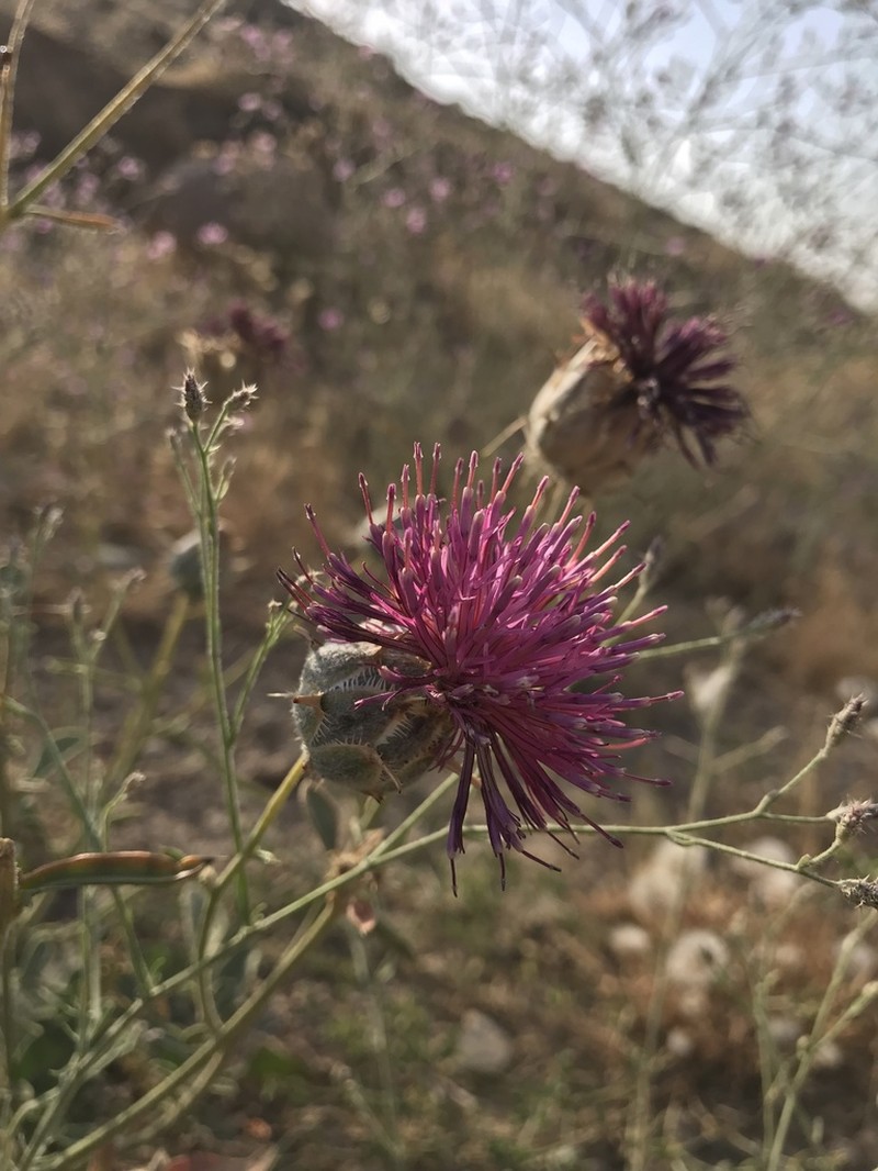 Centaurea kandavanensis photo 2