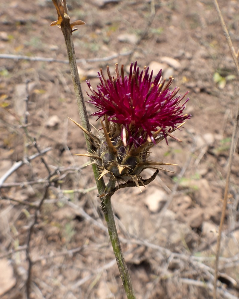 Centaurea kandavanensis photo 3