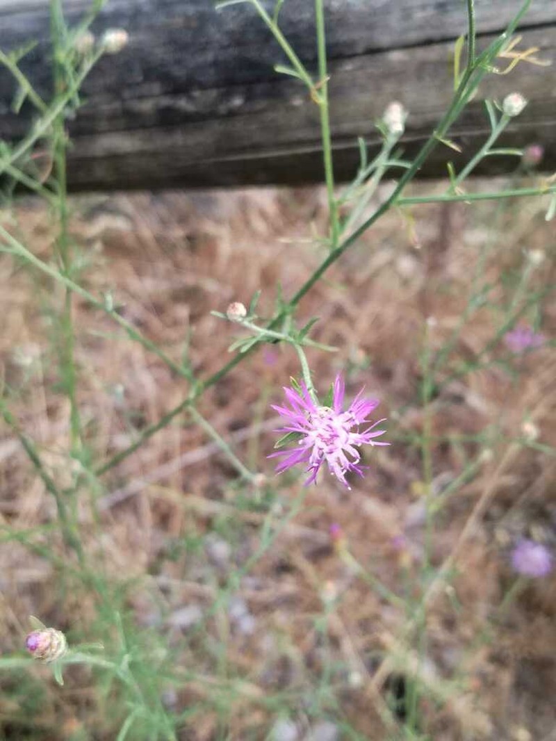 Centaurea kartschiana