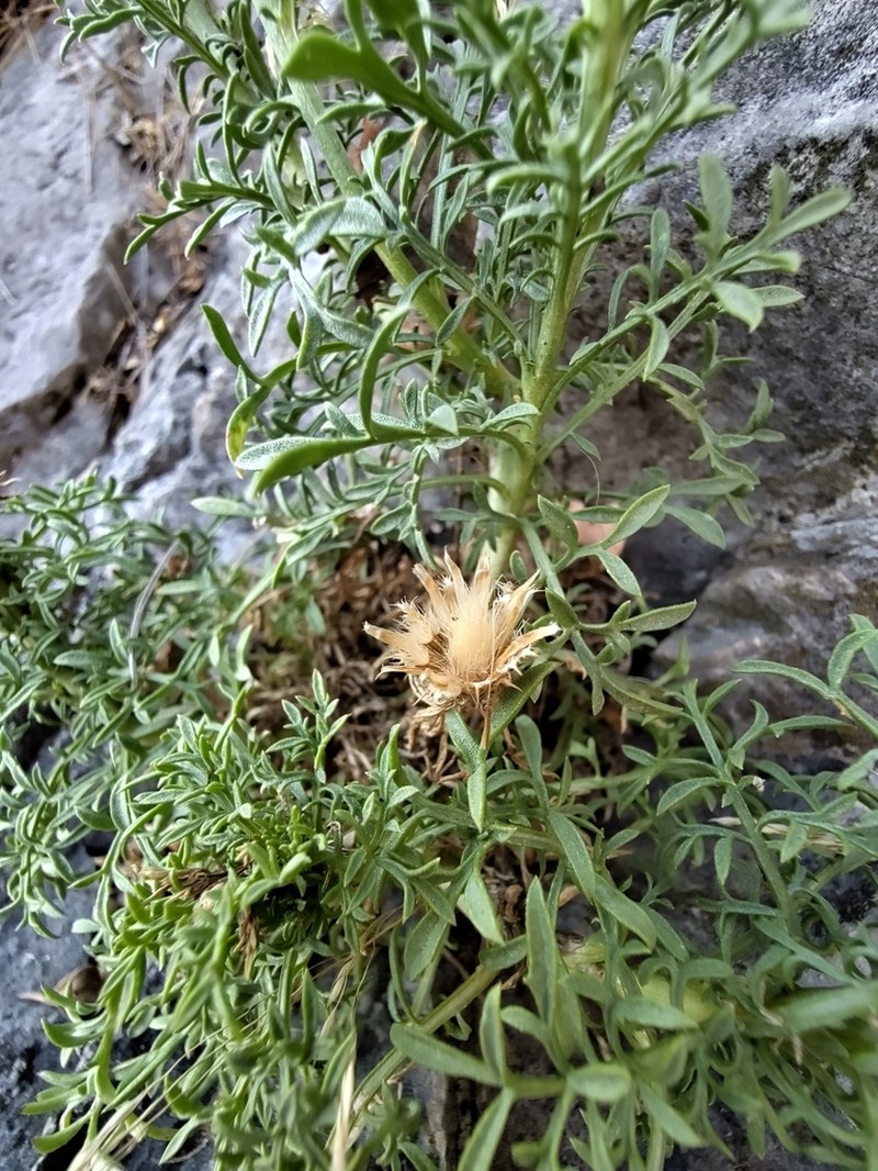 Centaurea kartschiana photo 2