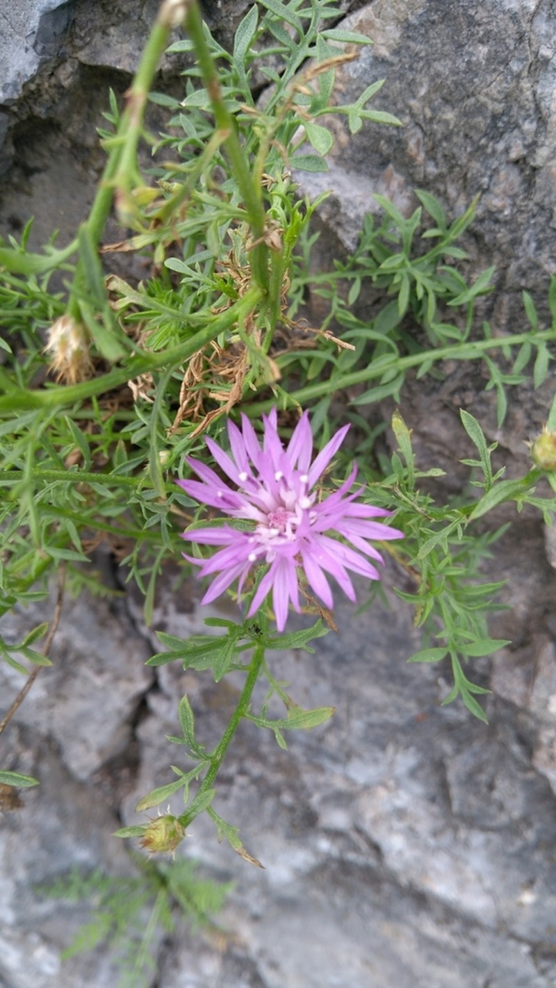 Centaurea kartschiana photo 3