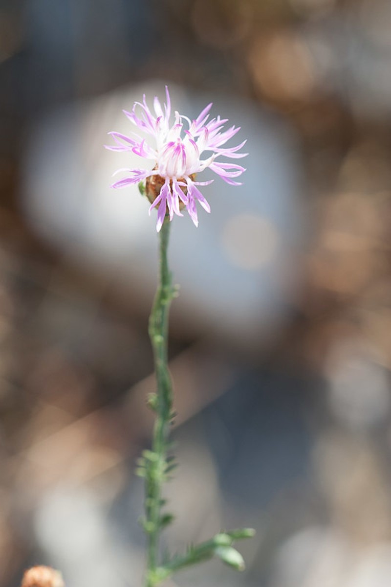 Centaurea kartschiana photo 4