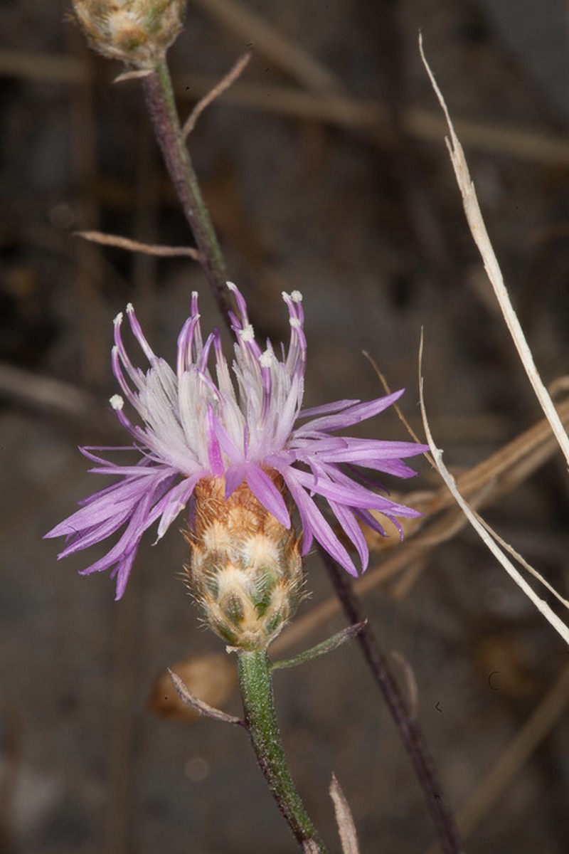 Centaurea kartschiana photo 5