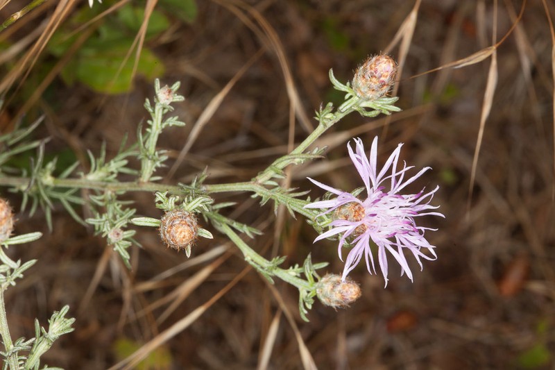 Centaurea kartschiana photo 6