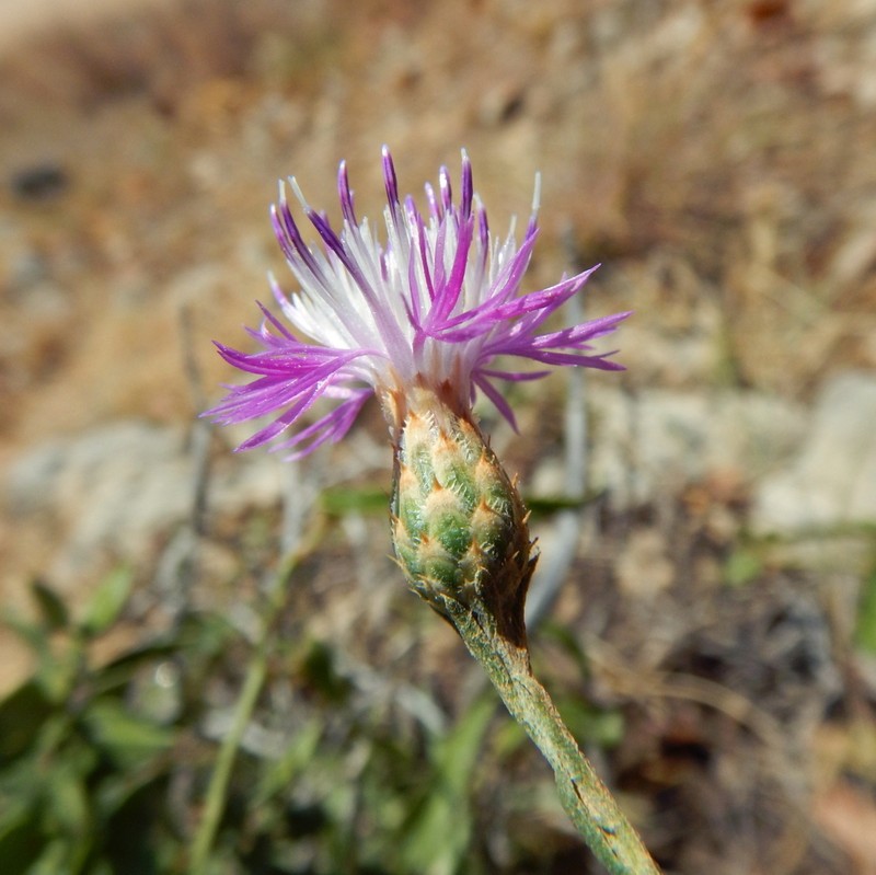 Centaurea kartschiana photo 7