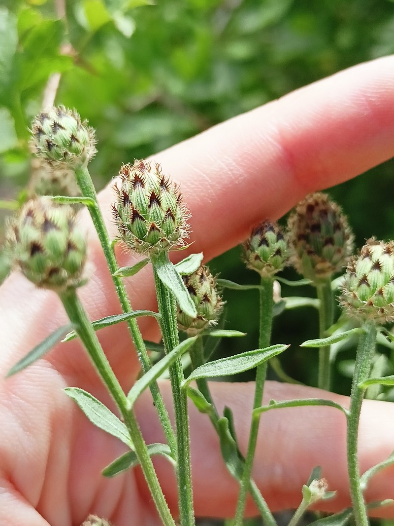 Centaurea kemulariae