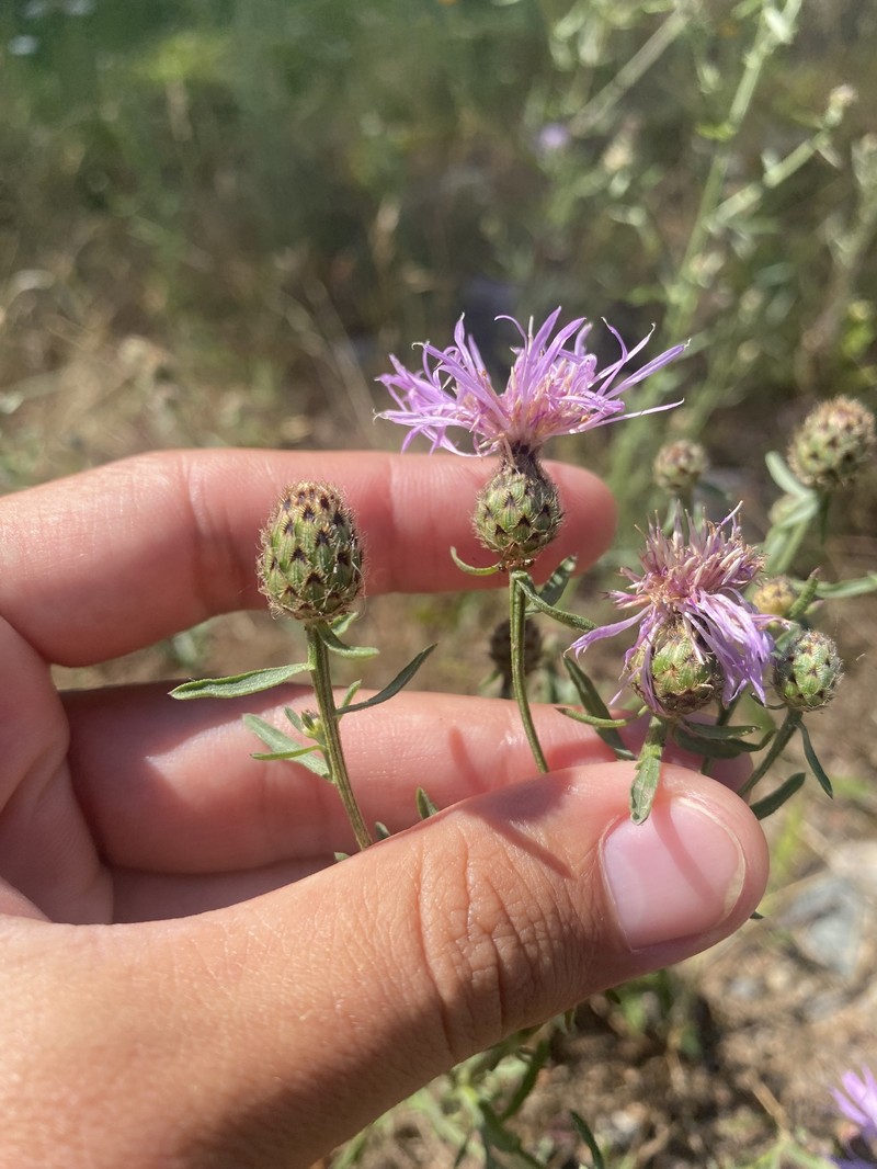 Centaurea kemulariae photo 2