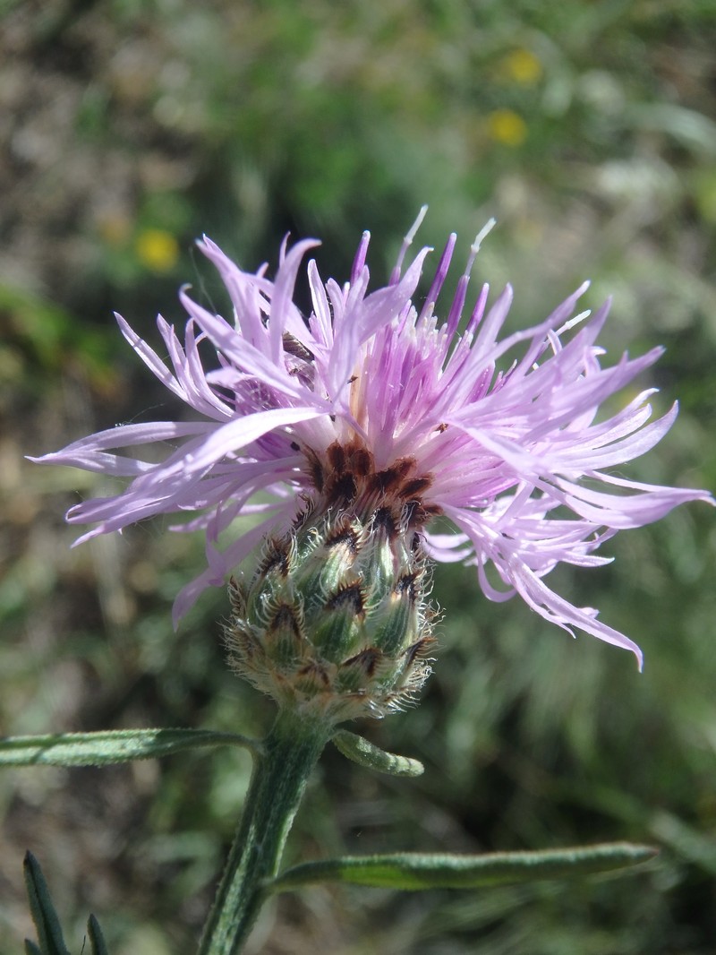 Centaurea kemulariae photo 3