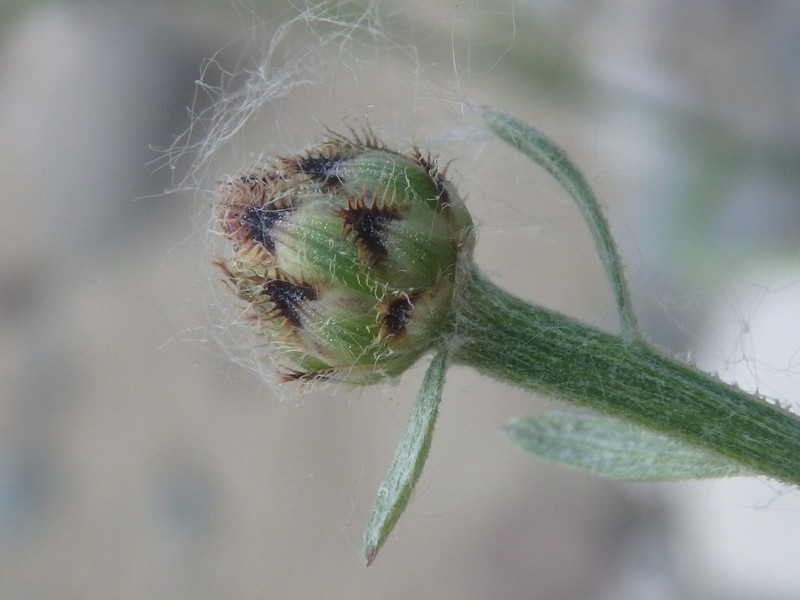 Centaurea kemulariae photo 4