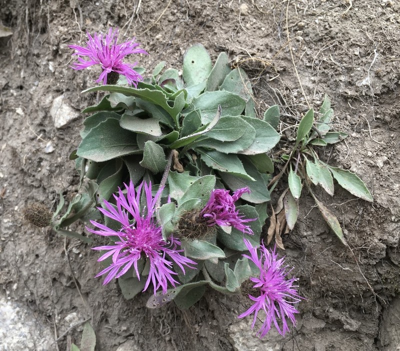Centaurea kerneriana
