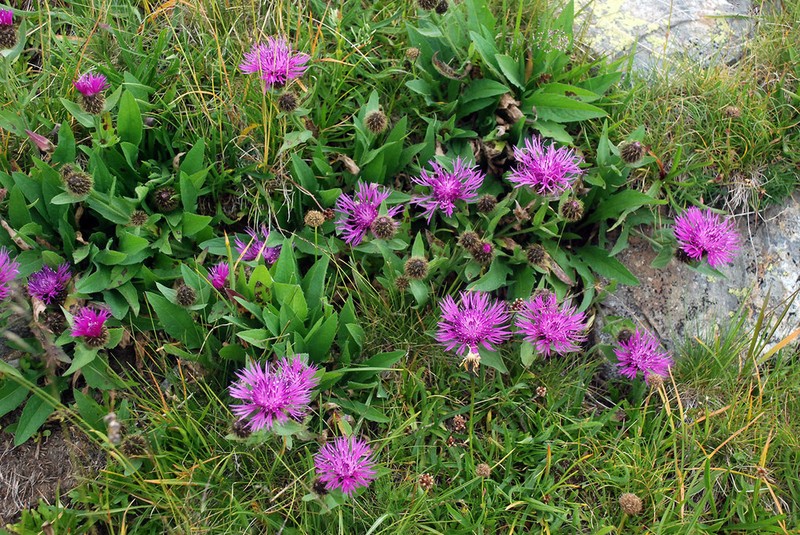 Centaurea kerneriana photo 2