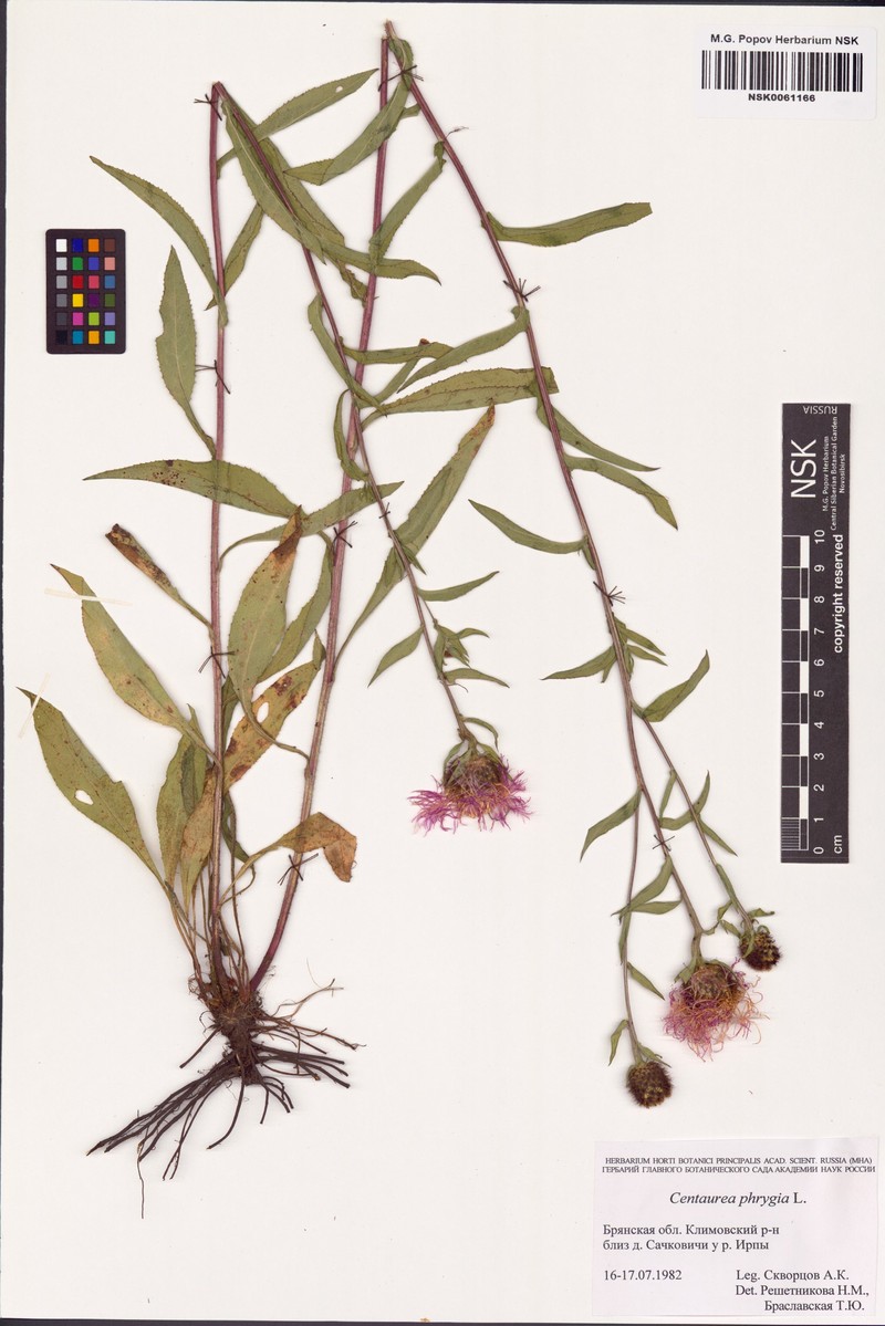 Centaurea kerneriana photo 4