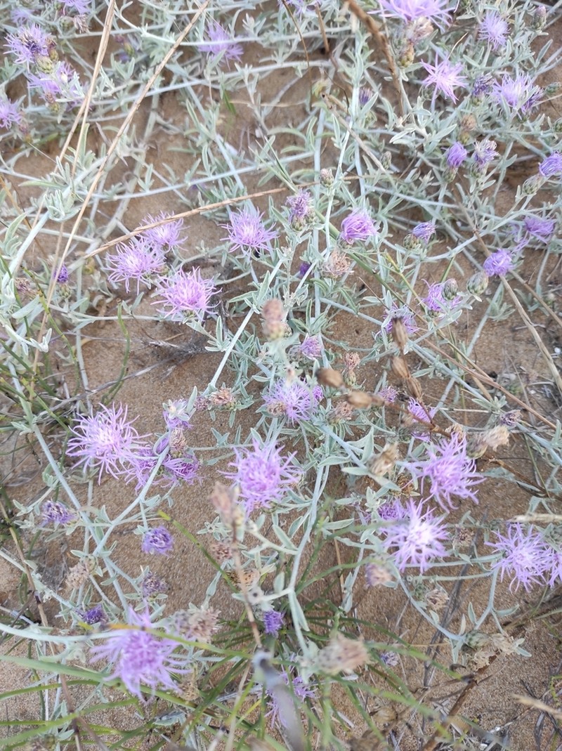 Centaurea kilaea