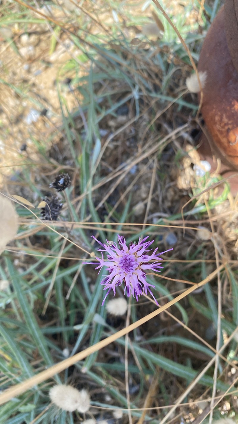 Centaurea kilaea photo 2