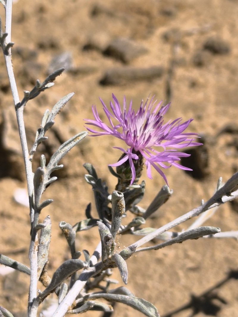 Centaurea kilaea photo 5