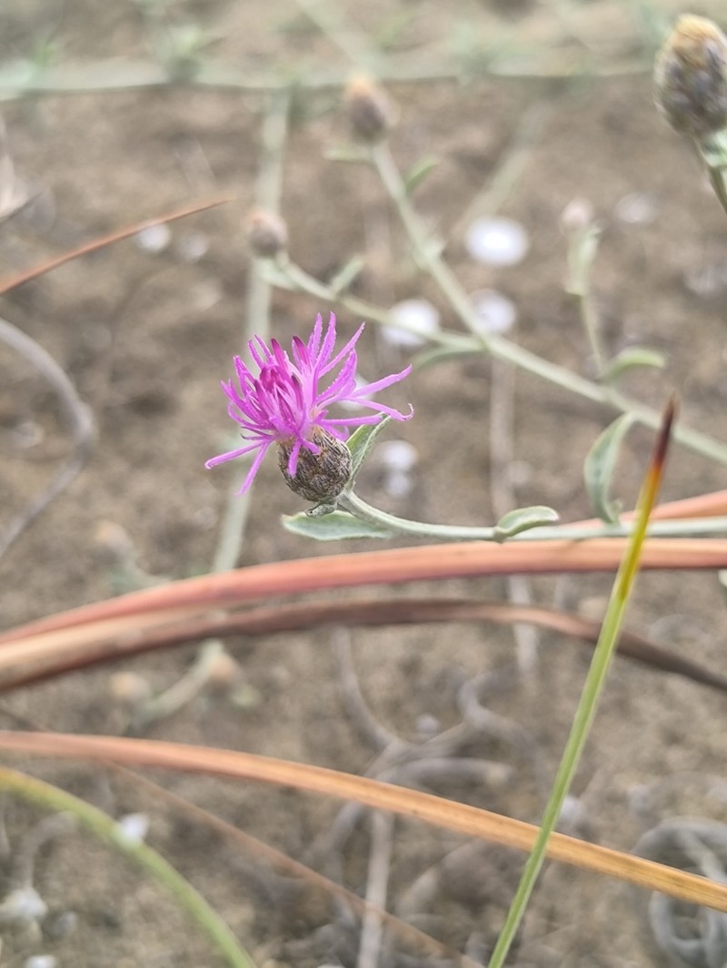 Centaurea kilaea photo 7