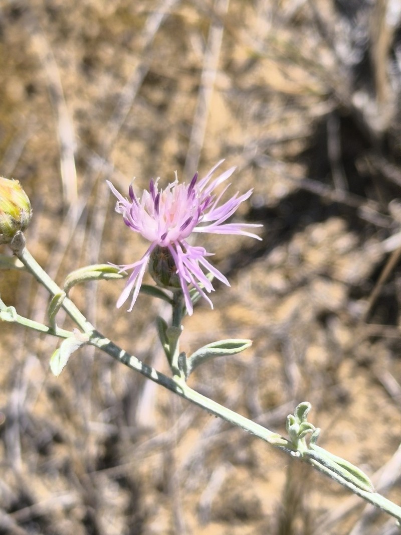 Centaurea kilaea photo 8