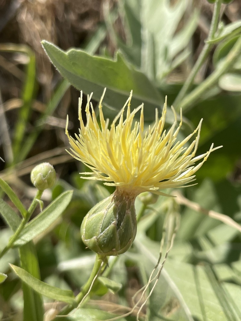 Centaurea koeieana photo 3