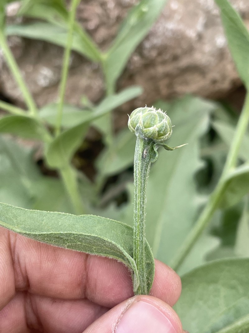 Centaurea koeieana photo 4