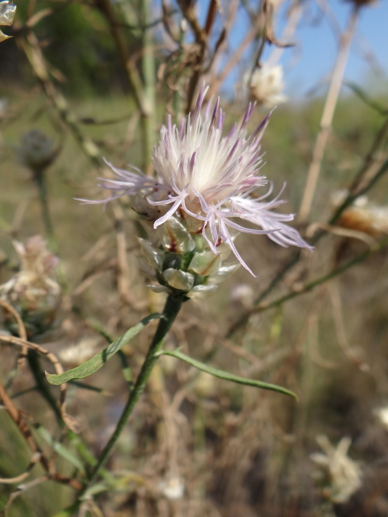 Centaurea konkae photo 2