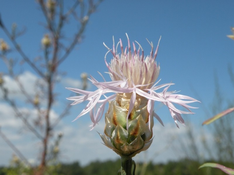 Centaurea konkae photo 3