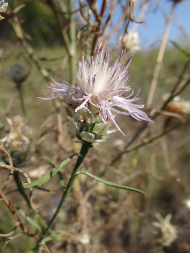 Centaurea konkae photo 4