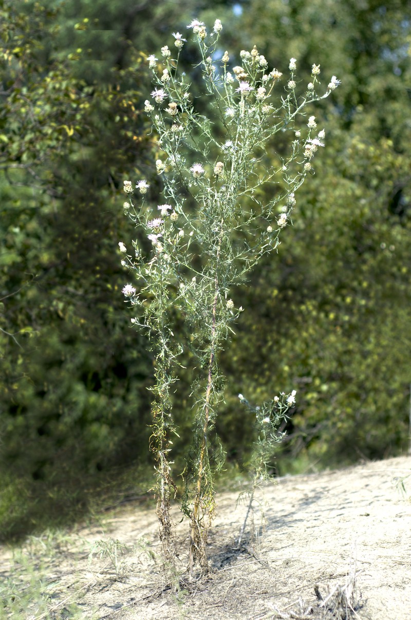 Centaurea konkae