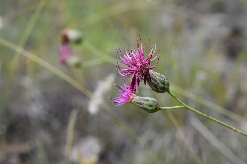 Centaurea kosaninii photo 2