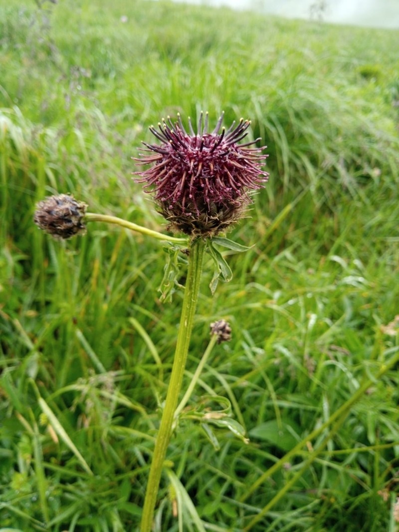 Centaurea kotschyana