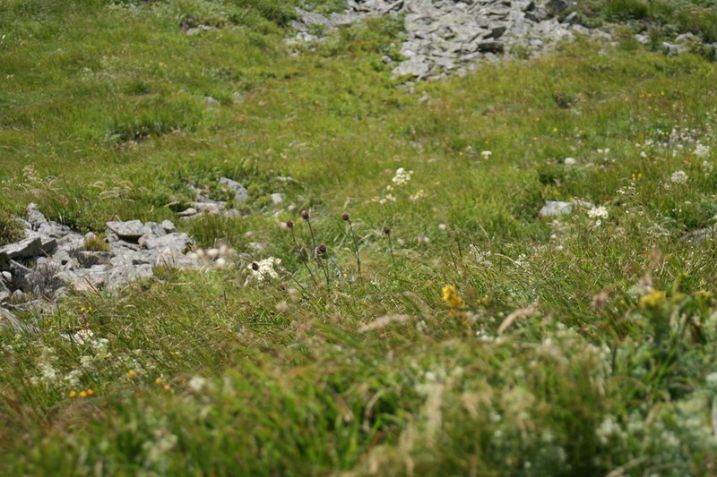 Centaurea kotschyana photo 2