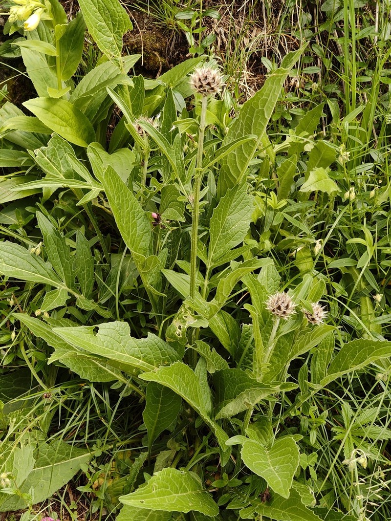 Centaurea kotschyana photo 3
