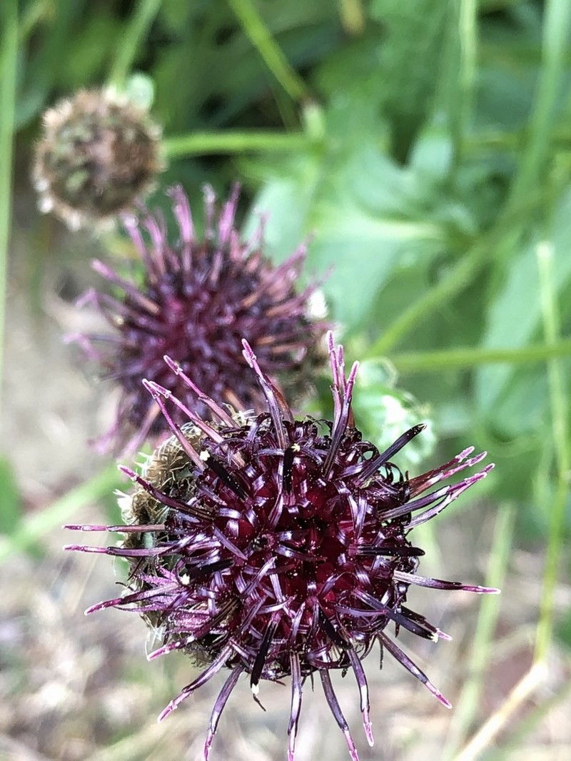 Centaurea kotschyana photo 4