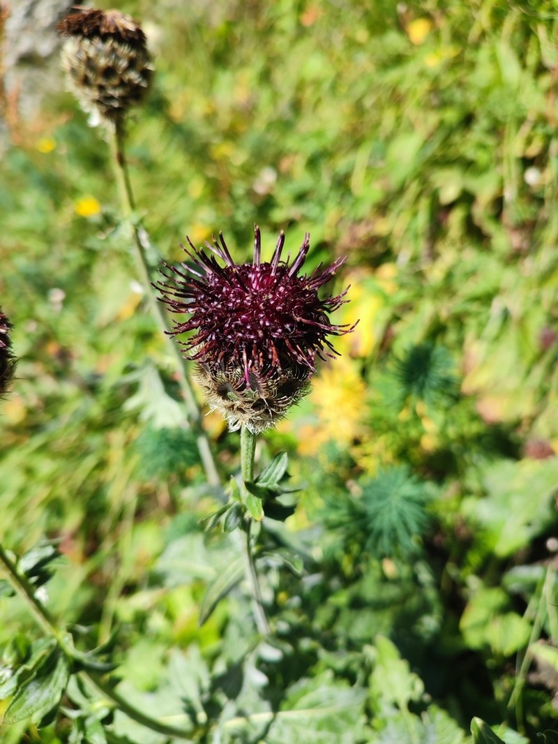 Centaurea kotschyana photo 7
